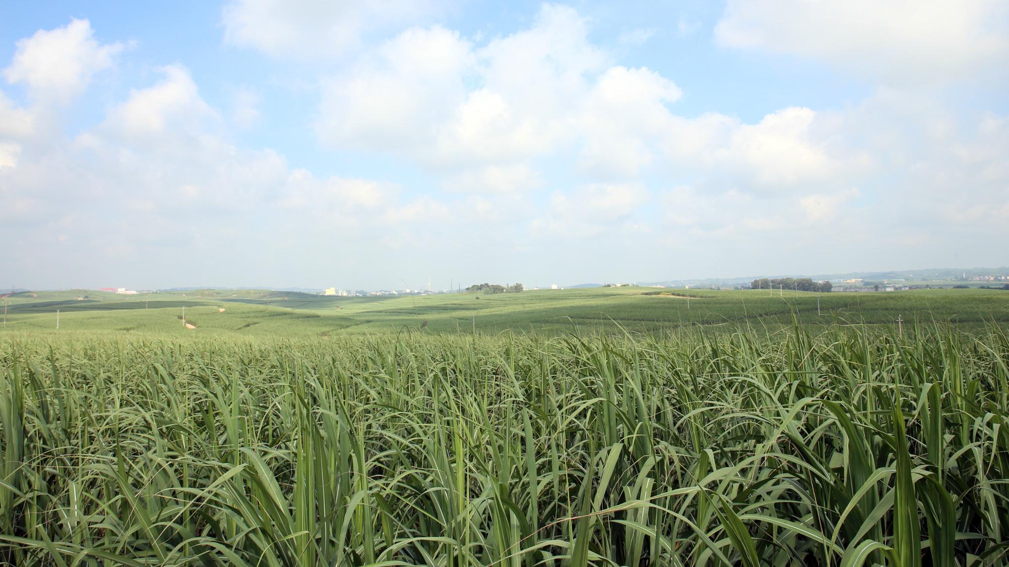 良圻农场甘蔗基地